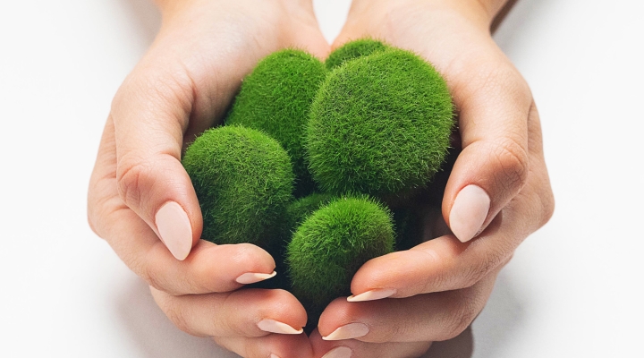 Woman's hands holding green moss as a representation of sustainability.
